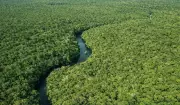 Desmatamento no Amazonas cai 30% no primeiro trimestre de 2026, aponta Inpe