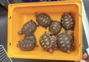Dez jabutis-piranga são resgatados após denúncia de transporte ilegal em Suzano