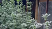 Dupla é presa com 20 pés de maconha em estufa improvisada em residência de Uberlândia