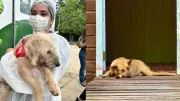 Edital para acolher animais vítimas de maus-tratos no PI não recebe inscrições