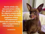 Edson, da dupla com Hudson, oferece recompensa por cachorro desaparecido em Indaiatuba