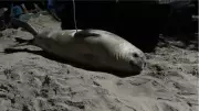 Elefante-marinho jovem descansa em praia de São Sebastião, SP, sob monitoramento