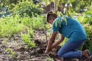 Emater-PA leva assistência técnica e crédito rural a produtores de Mojuí dos Campos