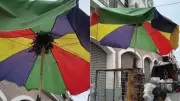 Enxame de Abelhas Isola Trecho da Rua Grande no Centro de São Luís
