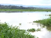 Estudo da USP encontra 12 antibióticos no Rio Piracicaba e planta que reduz danos aos peixes