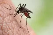 Exame descarta morte por dengue em idoso em Tupi Paulista (SP)