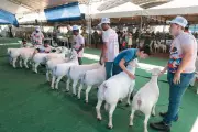 ExpoRajada 2024: Feira de Caprinos e Ovinos amplia estrutura e estreia leilão de animais