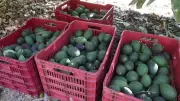 Exportações de frutas do Brasil atingem US$ 351 milhões no 1º trimestre