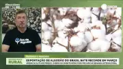 Exportação de algodão do Brasil atinge recorde histórico em março de 2026