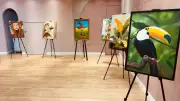 Exposição 'Liberdade em Cores' do Ateliê Dri Torquato inaugura no Pátio Limeira Shopping