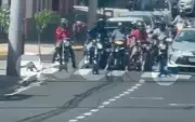 Família de quatis interrompe trânsito ao atravessar avenida movimentada em Botucatu