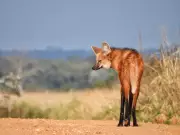 Fauna do Lago de Furnas enfrenta ameaça de espécies invasoras e degradação ambiental