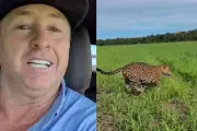 Fazendeiro registra onça-pintada correndo ao lado de carro em MT