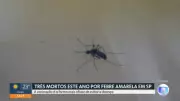 Febre amarela: três mortes em SP; governo convoca vacinação