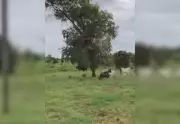 Filha de sertanejo Henrique viraliza ao tocar gado a cavalo em fazenda no Tocantins
