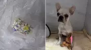 Filhote de buldogue que ingeriu 55 pedras de crack recebe alta da UTI