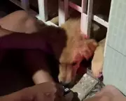 Filhote de cachorro é resgatado após ficar preso em portão em Lagarto
