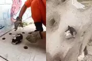 Filhote de gato é resgatado de bueiro em creche de Corumbá, MS
