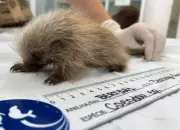 Filhote de ouriço-cacheiro resgatado em SP recebe cuidados intensivos com amamentação por seringa