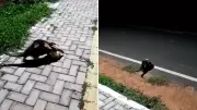 Filhote de tamanduá atravessa rodovia nas costas da mãe em flagrante no Piauí