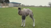 Filhote raro de camelo-bactriano nasce em zoológico britânico