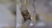 Filhotes Abandonados em Saco Plástico São Resgatados por Moradora em Votorantim