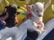 Filhotes de cachorro são salvos por coletores minutos antes de compactação em SP