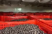 Fiscais apreendem 16 toneladas de açaí em operação que revela fraude fiscal no Pará