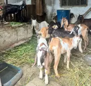 Fiscalização em Volta Redonda identifica maus-tratos e irregularidades no manejo de animais