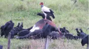 Flagrante em Bebedouro revela hierarquia entre urubu-rei e urubus-pretos em cena rara
