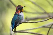 Fotógrafo brasileiro registra aves raras em Cuba, incluindo a menor do mundo