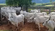 Furto de 21 cabeças de gado em Santa Maria da Serra causa prejuízo de R$ 130 mil