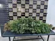 Furto de celular em consulta médica revela cultivo de maconha e leva à prisão de mãe e filho em Uberlândia