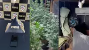 Furto de celular leva polícia a estufa de maconha e prisão de mãe e filho em Uberlândia