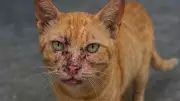 Gato com esporotricose é confirmado em Araraquara; tutora tem suspeita
