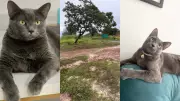 Gato desaparece após acidente na BR-316 no Piauí e família oferece recompensa de R$ 2 mil