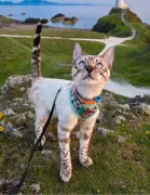 Gatos aventureiros: a nova moda de passear com felinos na coleira e os riscos envolvidos