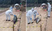 Golfinho é encontrado morto na Praia da Azeda em Búzios; necropsia investiga causas