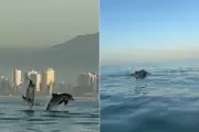 Golfinhos encantam remadores com espetáculo de saltos no litoral de São Paulo