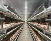 Grupo Canel investe R$ 33 milhões em irrigação e verticalização no Piauí