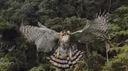 Águia-de-penacho ataca drone durante monitoramento ambiental na Colômbia