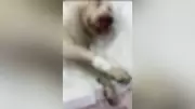 Homem é autuado em R$ 5,9 mil por matar pit bull com pauladas em Uberlândia