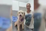 Homem em situação de rua pede ajuda para cão doente em Itapetininga e animal recebe tratamento