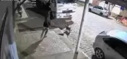 Homem é investigado por agredir cachorro com pedrada no focinho em Tombos