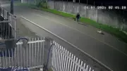 Homem é preso após agredir tamanduá com pauladas em rua de Santa Catarina