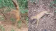 Homem é preso por enforcar cachorro em árvore no Piauí; crime foi denunciado nas redes sociais