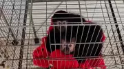 Ibama fecha último criadouro de macacos-prego do Brasil em SC por maus-tratos graves