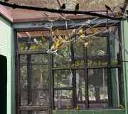 Ibama repatria 440 canários-da-terra para Venezuela após resgate de tráfico ilegal