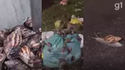 Infestação de caramujos africanos preocupa moradores em São Luís