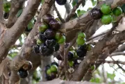 Jabuticaba brasileira é eleita uma das melhores frutas do mundo em ranking gastronômico